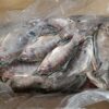 frozen hake supplier