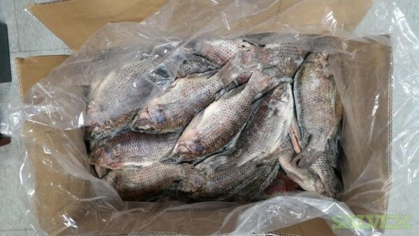 frozen hake supplier