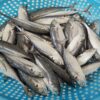 buy Frozen Horse Mackerel online