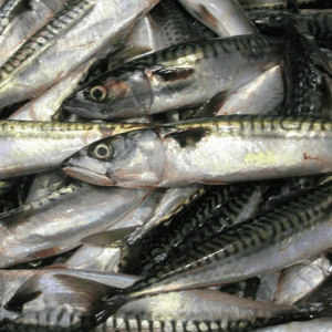 Atlantic Mackerel Supplier Near Me