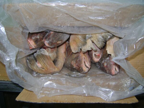 Corvina Yellow Supplier Near Me