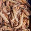 Fresh Sea Flower Prawns supplier