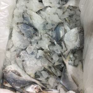 fresh white pomfret supplier