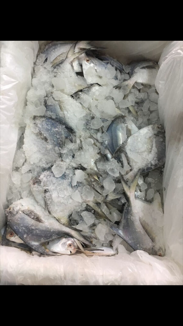 fresh white pomfret supplier