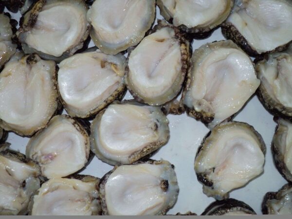 manufacturer of abalone