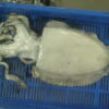 Cuttlefish supplier near me