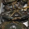 mud crab for sale