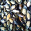 mussels supplier