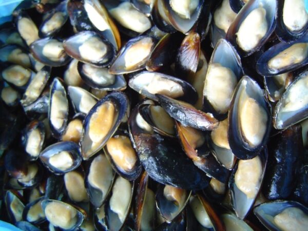 mussels supplier