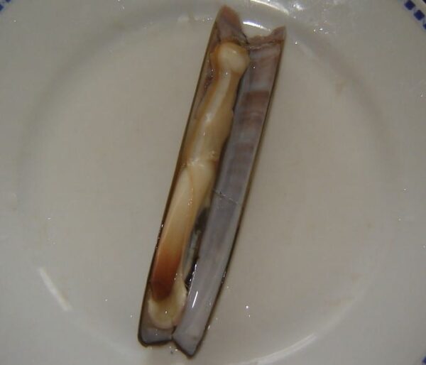 Razor Clam for sale