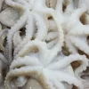 Frozen Baby Octopus Supplier