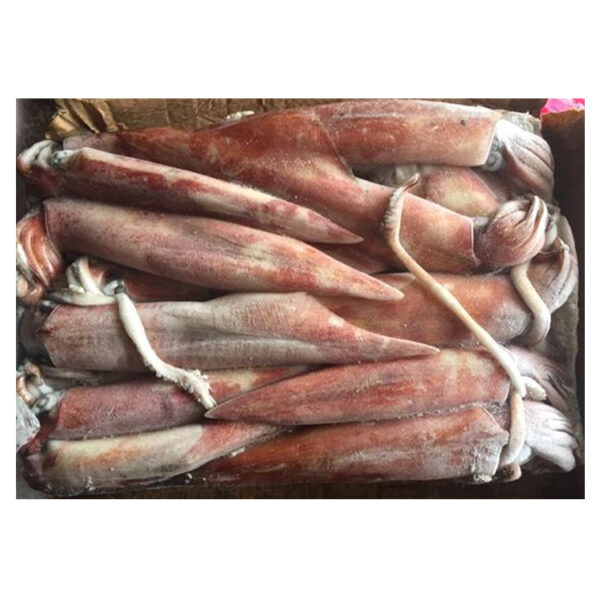 Frozen Squid Supplier Near Me